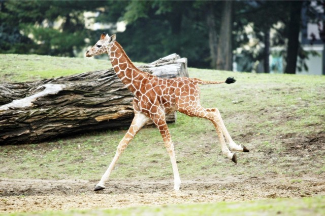 Podwyżka cen biletów do Zoo we Wrocławiu. Większość cen poszczególnych biletów podniesiona zostanie o 5 zł.