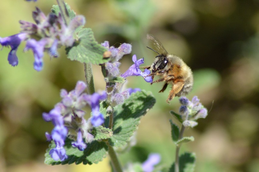 Dziś w piątek 20 maja obchodzony jest Światowy Dzień Pszczół