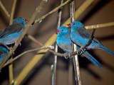 Wrocław: Niebieskie ptaszki ćwierkają w ZOO