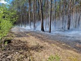Pożar lasu w leśnictwie Ciszkowo. Na miejscu działają strażacy i samolot typu Dromader 