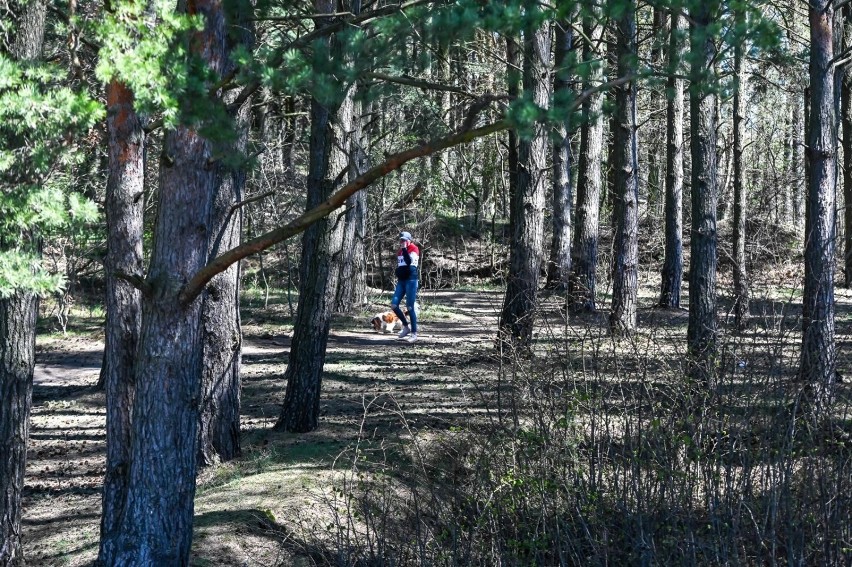 Spacerowicze opanowali lasy Trójmiejskiego Parku Krajobrazowego w Gdańsku