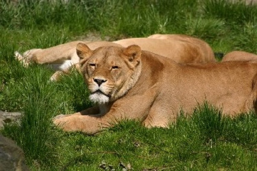 Zoo w Kopenhadze znów zabija zwierzęta. Śląski Ogród...