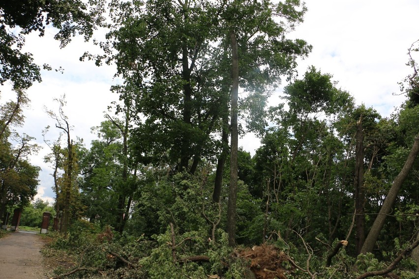 Zniszczenia w Borku i Wiosce są ogromne. Większa część drzew...