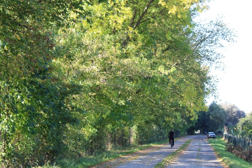 Stowarzyszenie Ogrodowe „Jelonek” w Wieluniu posadziło 100 drzew dzięki dofinansowaniu od samorządu województwa łódzkiego FOTO