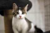 Słodkie kociaki szukają kochającego domu. Możesz je przygarnąć ze schroniska w Dłużynie Górnej
