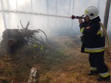 Pożar lasu w Swolszewicach Dużych koło Zalewu Sulejowskiego