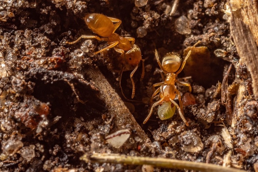 Małe mrówki to ogromny problem tego lata w regionie. Jest ich od groma! 