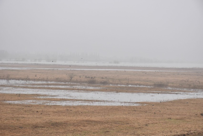 Wody w Wiśle przybyło, ale jeszcze daleko do stanu alarmowego. Tak rzeka wygląda w okolicy Lisewa Malborskiego