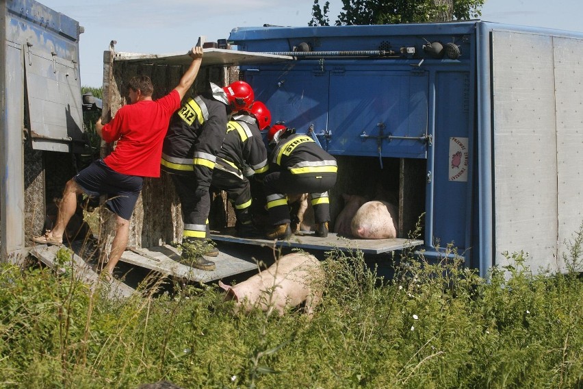 Wypadek ciężarówki ze świniami na trasie Legnica - Złotoryja (ZDJĘCIA)