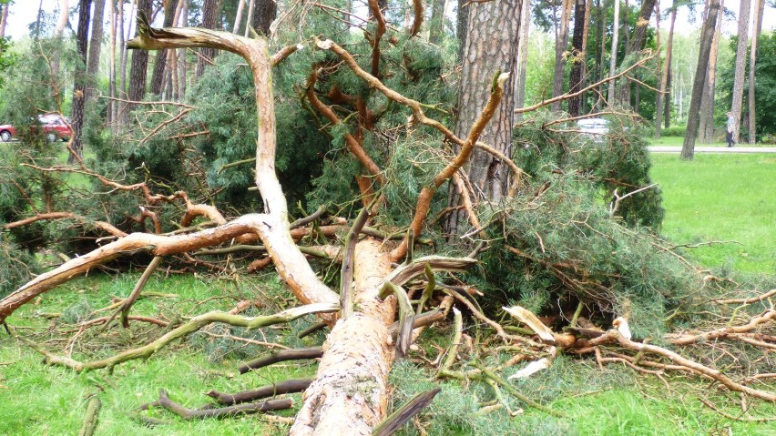 Piątkowa nawałnica powaliła kilkanaście drzew w Parku im. Załuskiego w Bydgoszczy [zdjęcia]