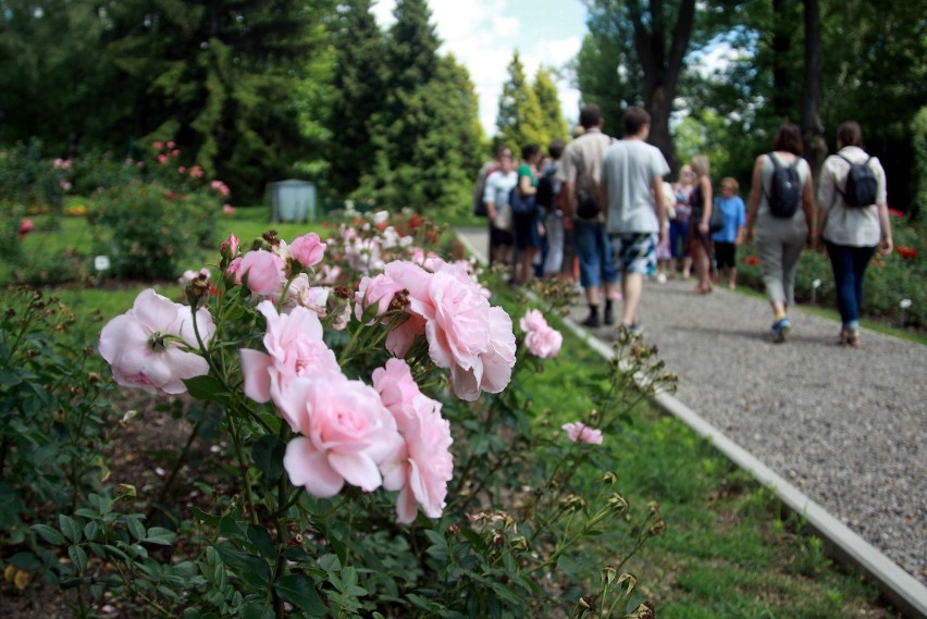 Dzień Róży w Botaniku w Lublinie