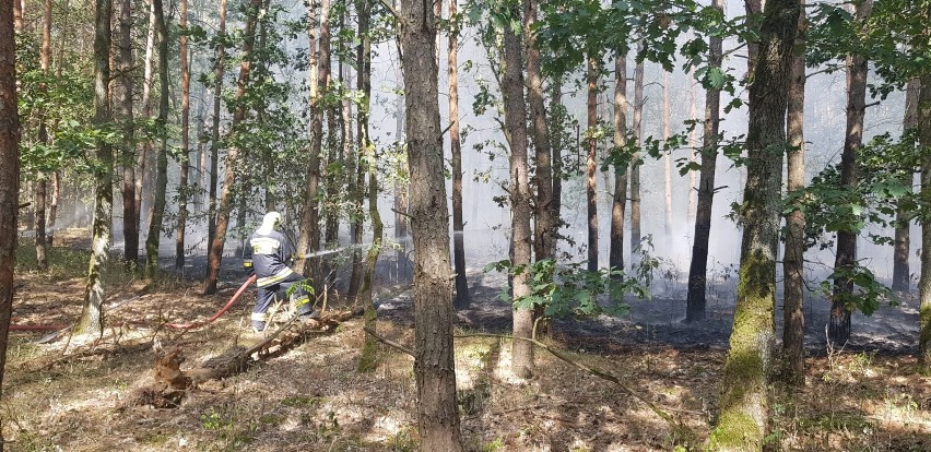 Spłonął blisko hektar lasu w Bartodziejach pod Wągrowcem. To było podpalenie? 