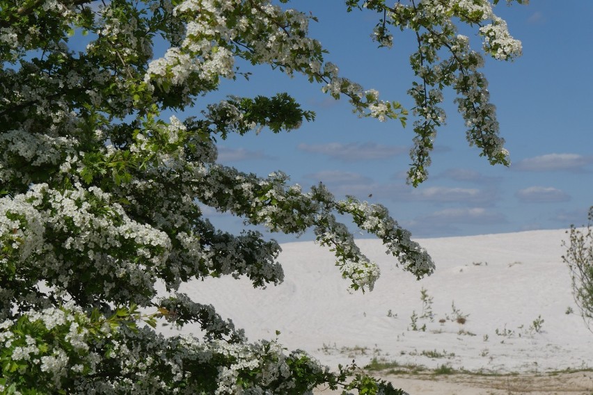 Białe piaski w Nowogrodźcu [ZDJĘCIA]                               