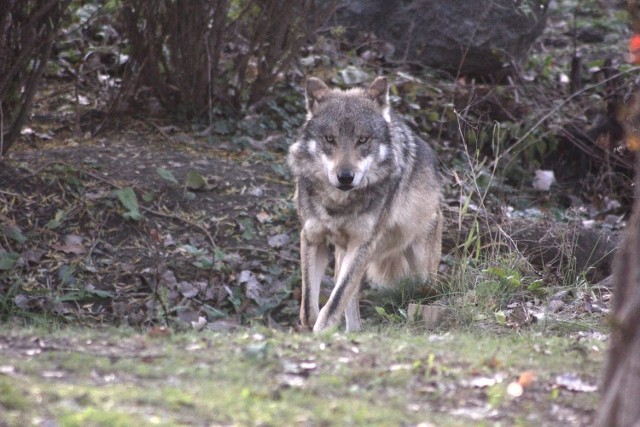 Wilki zadomowiły się na terenach położonych na południe od Tarnowa