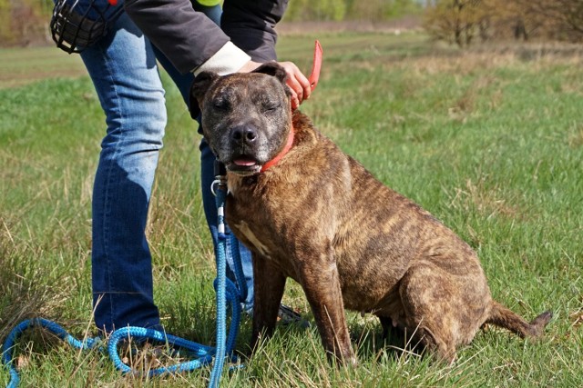 Amstaff Team Łódź: Tigra czeka na kochający dom