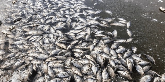 W Kanale Gliwickim 10 czerwca br. zebrano ponad 450 kg śniętych ryb.