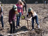 Uczniowie PG 5 w Piotrkowie sadzili las w Malutkich pod Radomskiem [ZDJĘCIA]