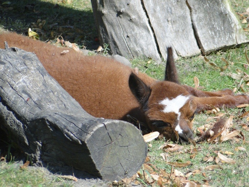 Alpaka Justynka w Starym Zoo.