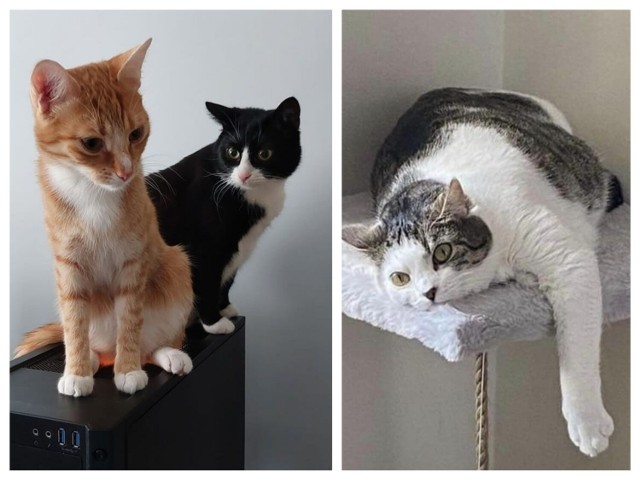 Zdjęcia kotów naszych Czytelników z Grudziądza i okolic zobacz w naszej galerii >>>>