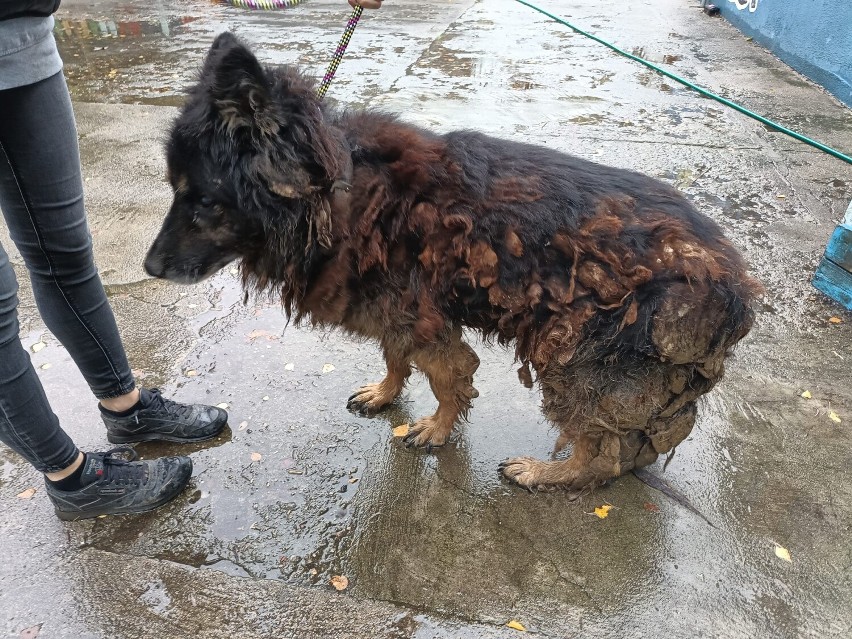 Pies Rex w fatalnym stanie trafił do schroniska w Gnieźnie