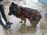 Pies Rex w fatalnym stanie trafił do schroniska w Gnieźnie. Możemy mu pomóc