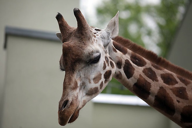 Malcolm, ostatnia żyrafa w łódzkim zoo [ZDJĘCIA]