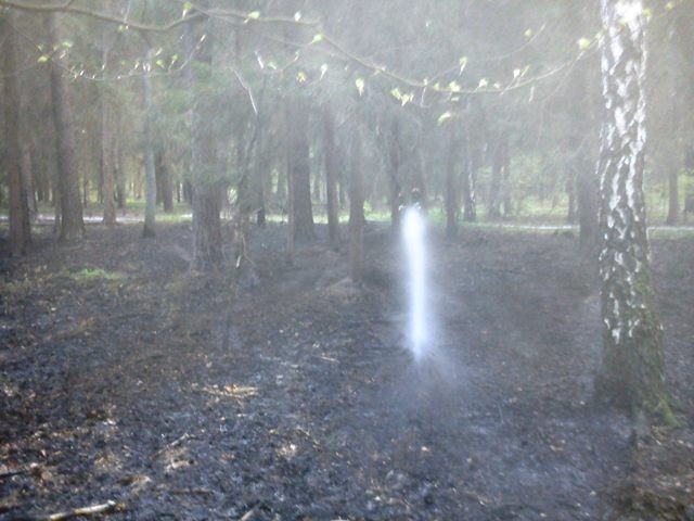 Krotoszyn - Pożar lasu na Bolewskiego gasili zawodowi strażacy z Krotoszyna i ochotnicy ze Zdun