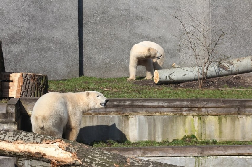 Niedźwiedzie polarne Aleut i Gregor