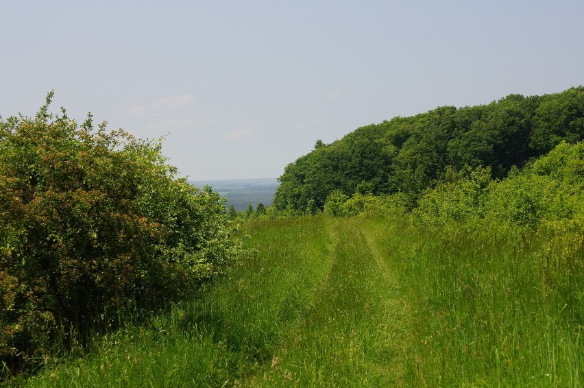 Przedborski Park Krajobrazowy zaprasza na turystyczne szlaki dla każdego [ZDJĘCIA]