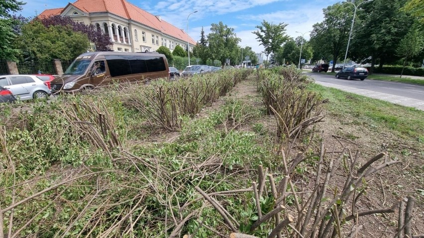 Szpaler cudownych forsycji rosnących przy alei IX Wieków...