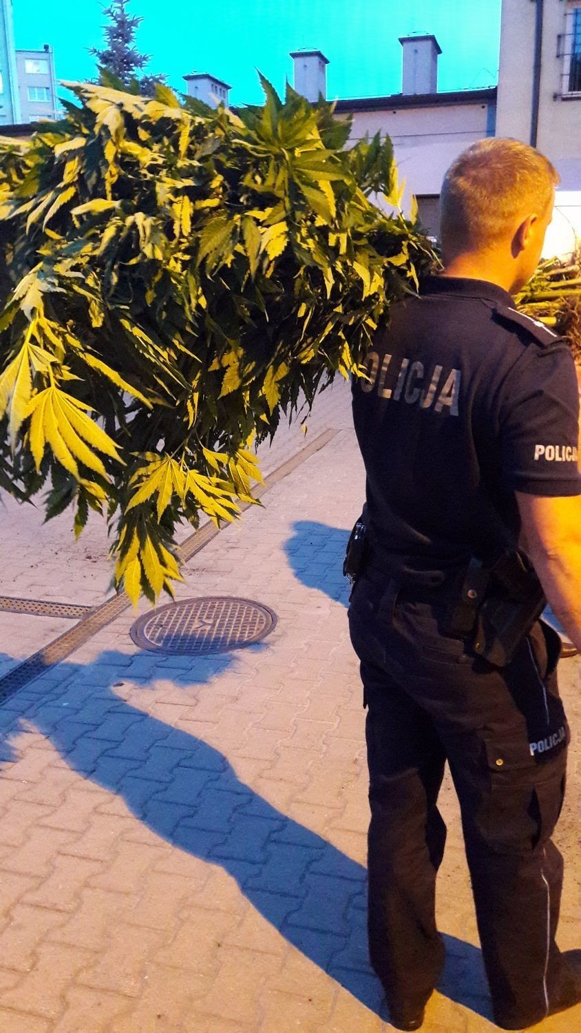 Policjanci ujawnili krzaki konopi na terenie powiatu...