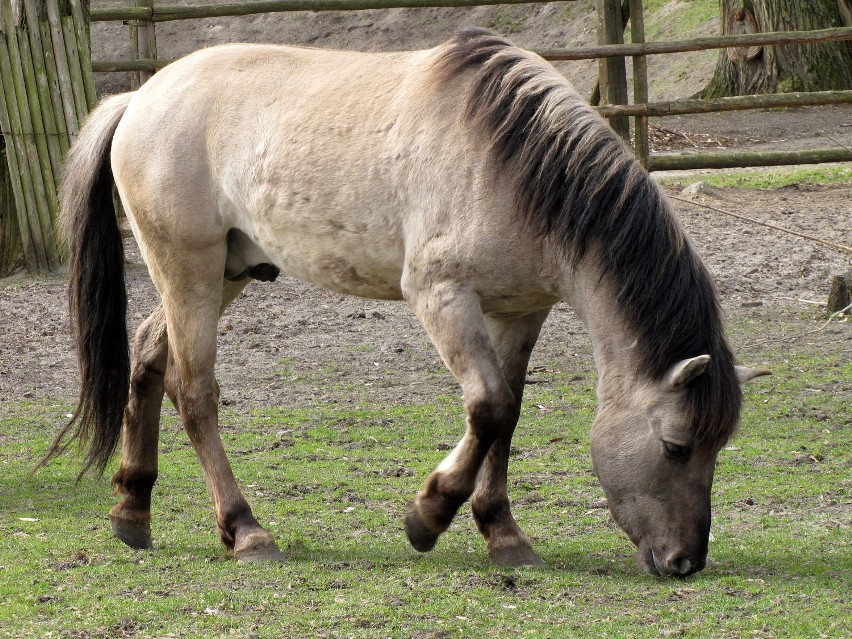 Konik polski