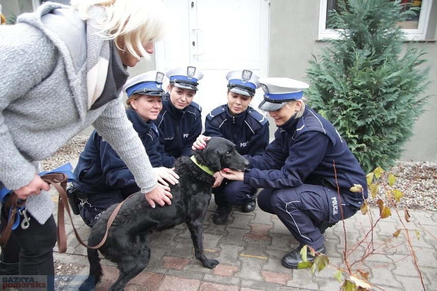 Policjantki pomagają zwierzakom 
Do włocławskiego schroniska...