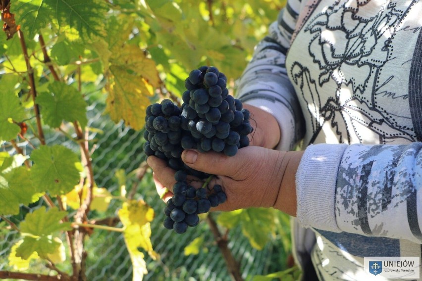 Średniowieczne tradycje winiarskie wskrzeszone w Uniejowie. Dojrzewa kolejny rocznik szlachetnego trunku ZDJĘCIA