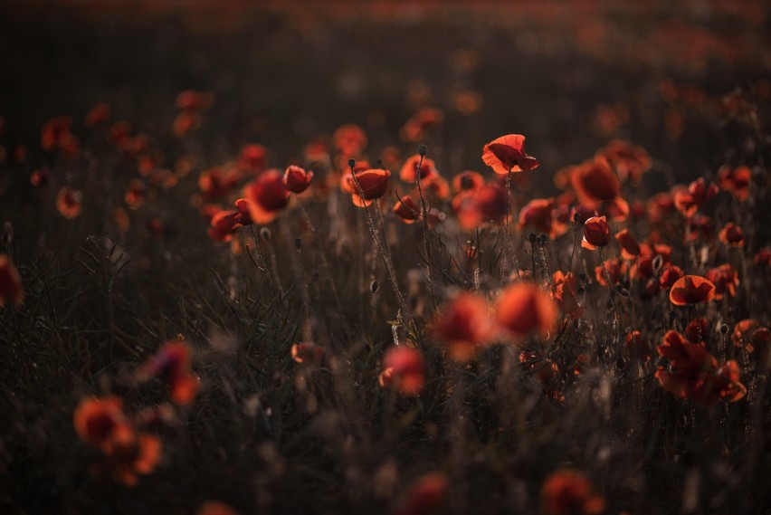 Foto. Mariola Liberkowska. Czerwone pola pełne maków .