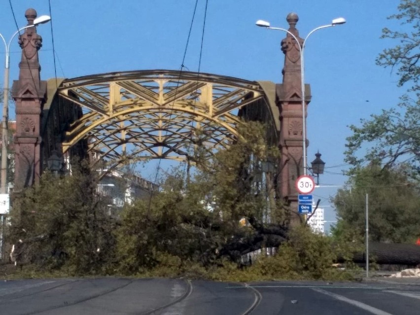 Wrocław. Ogromne drzewo spadło na most Zwierzyniecki. Ruch jest zablokowany