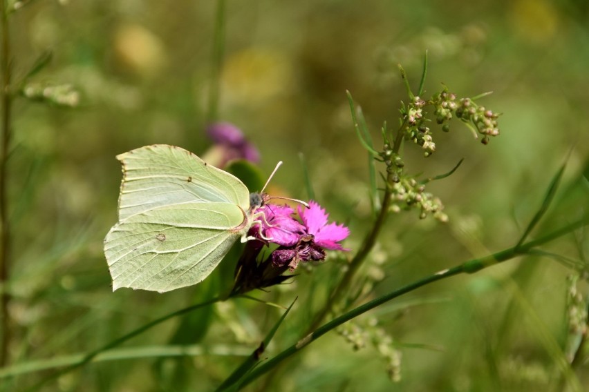 Symbol pełni lata, ozdoba kwiatów naszych ogrodów - motyle