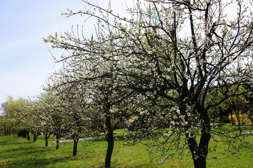 Wiosna 2019 w Wieluniu. Miasto ożywione kolorami drzew, krzewów i kwiatów [ZDJĘCIA]