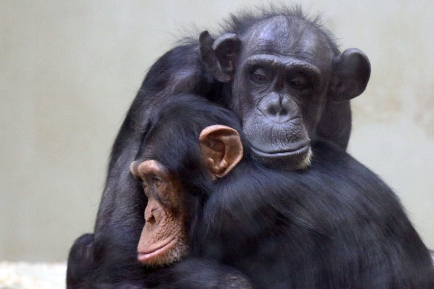 Zmarła Kasia - najstarsza szympansica w Polsce. Miała prawie 46 lat. Przez wiele lat była ulubienicą w oliwskim zoo