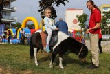 Piknik rodzinny pod "Piotrem i Pawłem" w Piotrkowie. Stowarzyszenie 21 przygotowało mnóstwo atrakcji