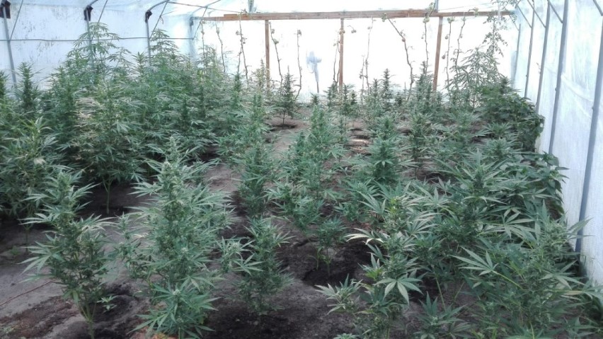 Pod Kaliszem policja zlikwidowała plantację marihuany