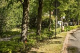 O TYM SIĘ MÓWI. Miasto potwierdza oficjalnie – na Fabrycznej chcą wyciąć ponad 220 drzew. Decyzja w rękach urzędników marszałka