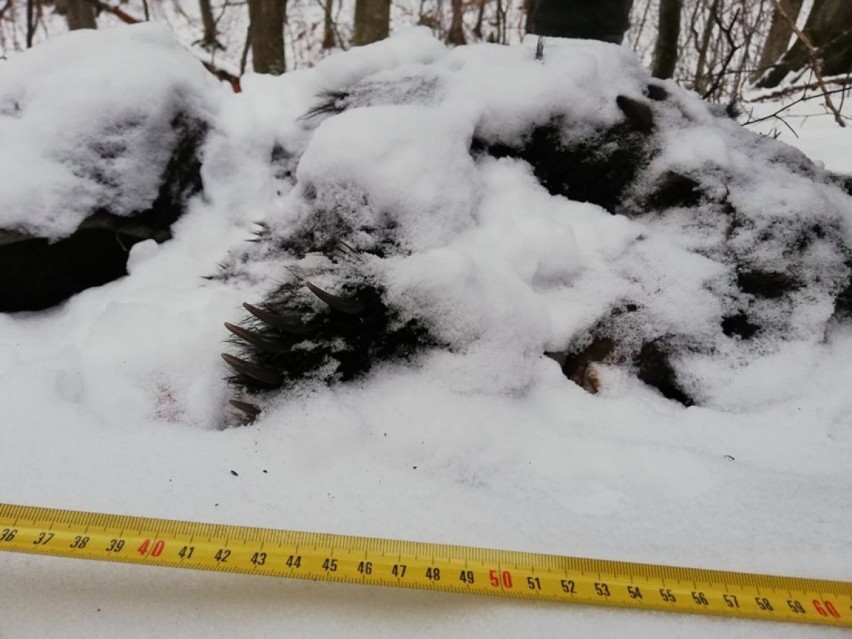Martwego młodego niedźwiedzia znaleziono w okolicach Teleśnicy w Bieszczadach. W pobliżu leśnicy odłowili wcześniej niedźwiadka Adę