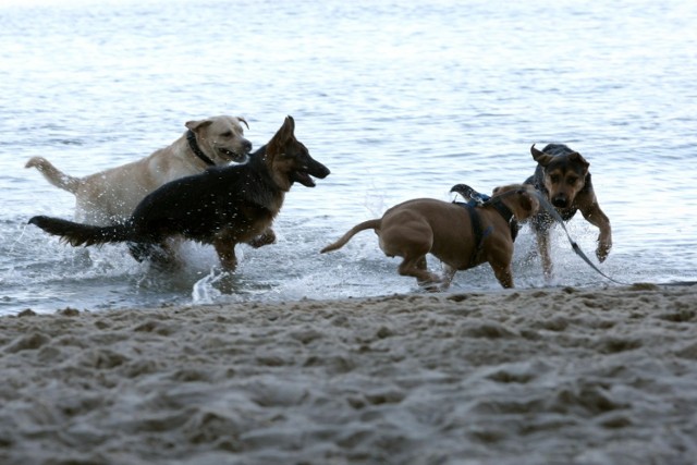 Plaża dla psów w Orłowie