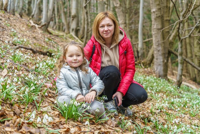 Na górze Jaworze jeszcze kwitną przebiśniegi