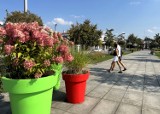 Na pl. Kościuszki w Tomaszowie coraz bardziej kolorowo od kwiatów i roślin. ZDJĘCIA, VIDEO