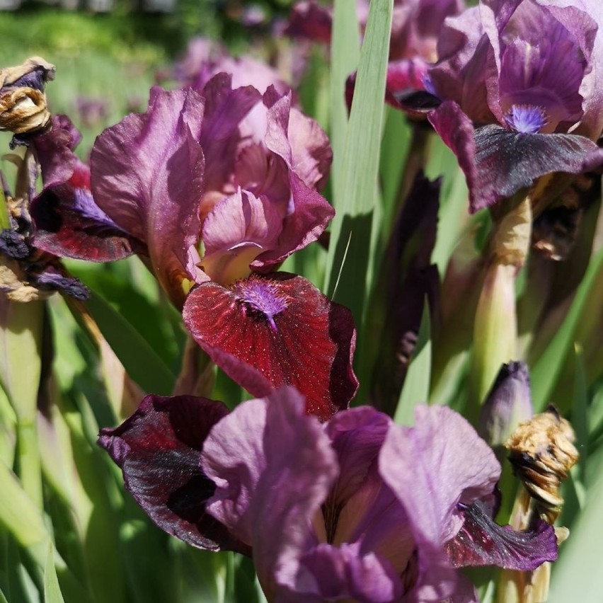 Miejski Ogród Botaniczny otwiera swoje drzwi dla...