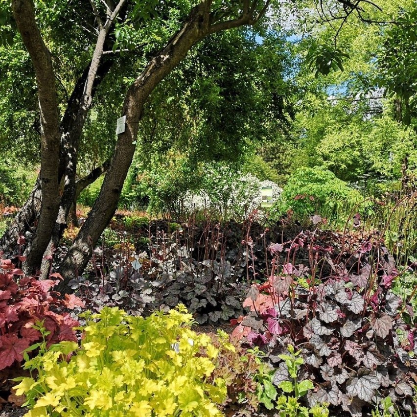 Miejski Ogród Botaniczny otwiera swoje drzwi dla...