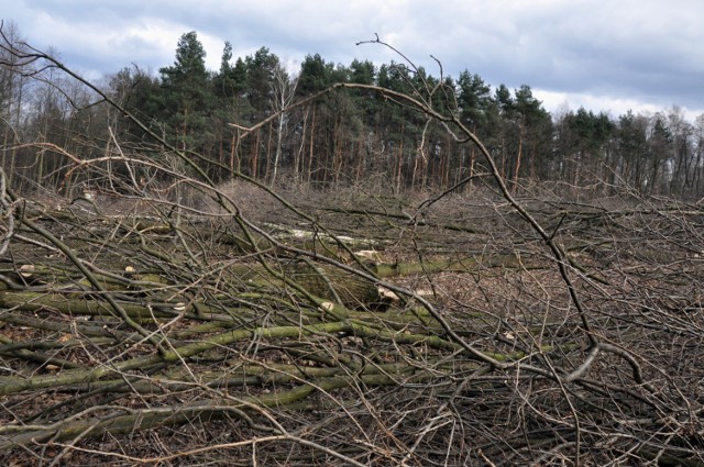 Drzewa wycięte w Lesie Borkowskim