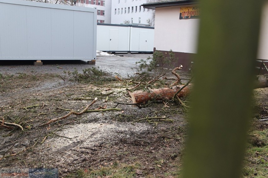 Trwa wycinka drzew na terenie szpitala we Włocławku. To...